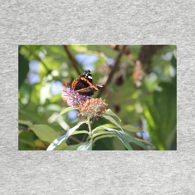 Red Admiral by gracethescene